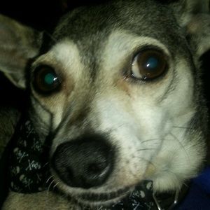 Meet your Posher, Kurk